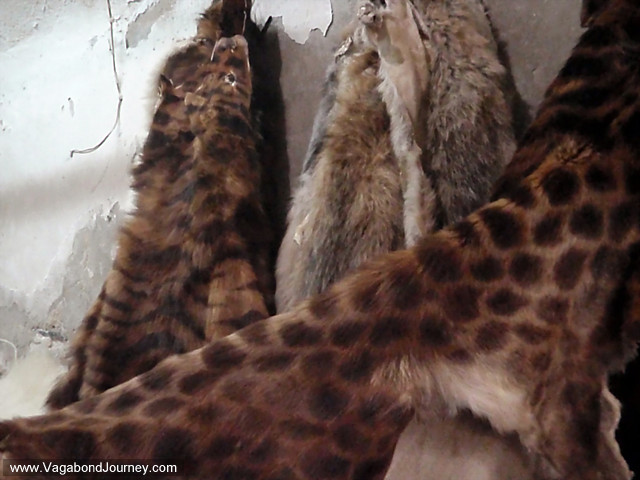 spotted animal fur in shop in syria
