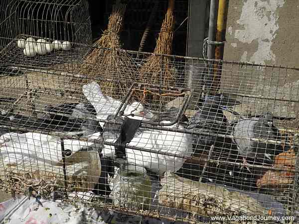 Pigeons, one of the types of birds that are carrying this new strand of bird flu